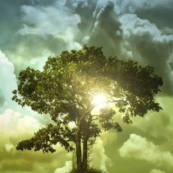 Sunlight shining through large tree
